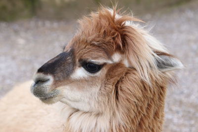 Close-up of a alpaka looking away