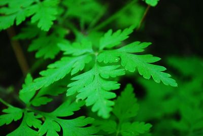 High angle view of plant leaves