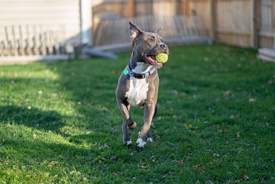 Dog running on field