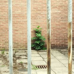 Plants growing against brick wall