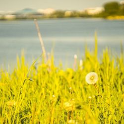 Close-up of yellow flowers growing in field