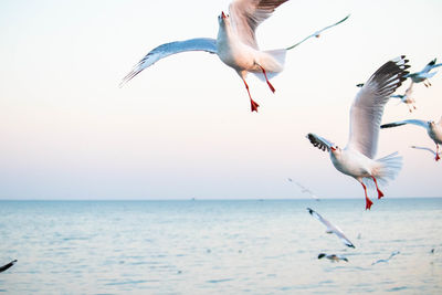 Seagulls flying over sea against sky