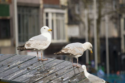 Close-up of seagull perching on wood