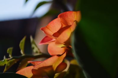 Close-up of orange rose flower