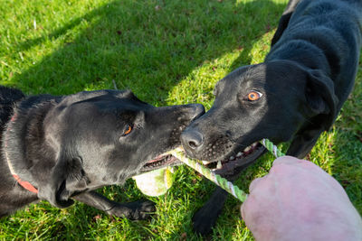 Black dog with hand holding grass