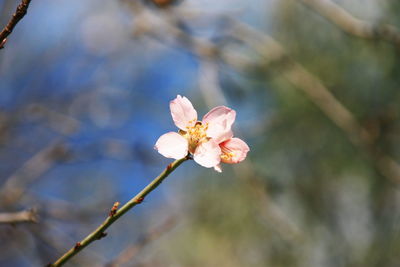 Close-up of cherry blossom, almond tree flower