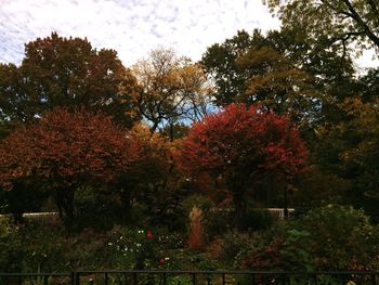 Scenic view of trees against sky