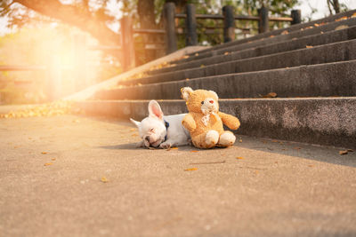 Dog lying down on footpath