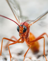 Close-up of insect