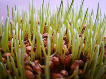 Full frame shot of plants