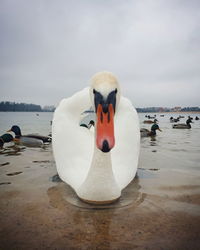 Swan floating on the sea