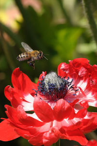 Close-up of bee pollinating on flower