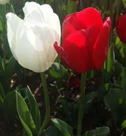 Close-up of red flowers blooming outdoors