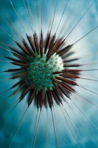 Close-up of dandelion against blue sky