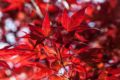 Close-up of maple tree