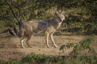 Side view of wolf standing in forest