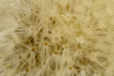 Full frame shot of white dandelion flower