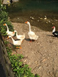 Ducks in a lake