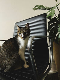 pet