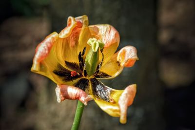 Close-up of flowers