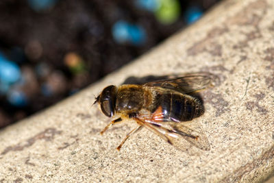 Close-up of bee on rock