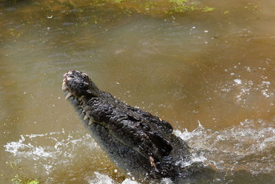 Close-up of turtle swimming in sea