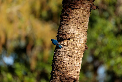 Eastern bluebird sialia sialis perches on a pine tree in naples, florida