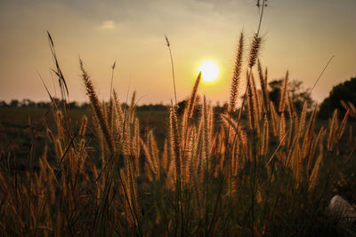 Close-up of stalks in field against sunset