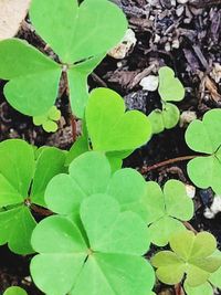 High angle view of plant leaves