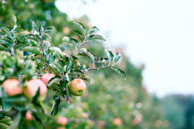 Apples growing on tree