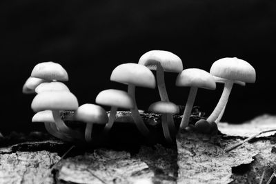 Close-up of mushrooms