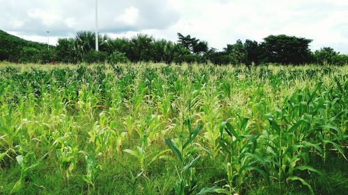 Crops growing on field against sky