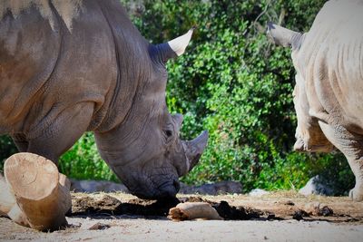 Rhinoceroses on field