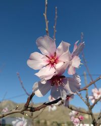 Low angle view of cherry blossoms in spring