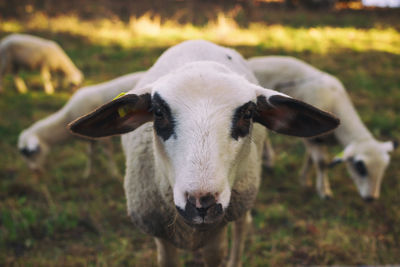 Close-up portrait of sheep on field