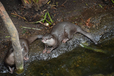 High angle view of otters