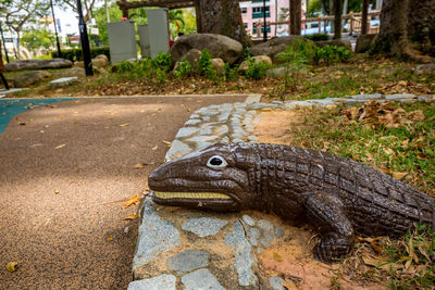 Close-up of a lizard