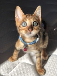 High angle portrait of a cat