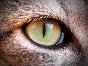 Close-up of cat eye