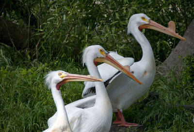 View of birds on field