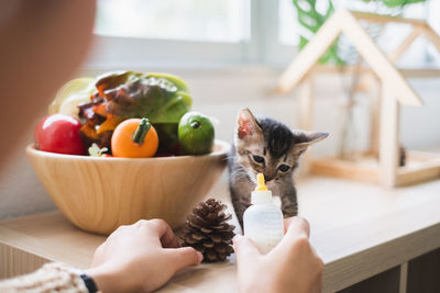 Cropped hands of woman feeding kitten on table