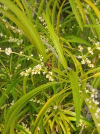 Close-up of insect on plant