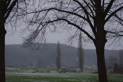 Bare trees on field against sky