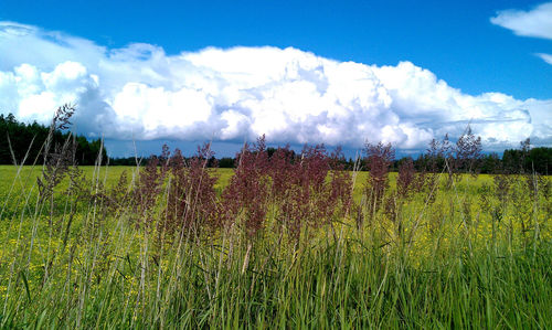 Scenic view of grassy field against cloudy sky