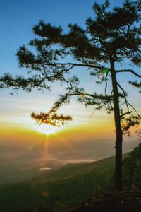 Trees on landscape against sunset sky