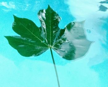 High angle view of plant in swimming pool