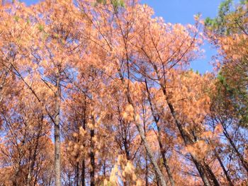 Low angle view of trees against sky during autumn