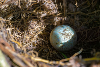 Close-up of egg on grass