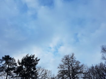 Low angle view of trees against cloudy sky