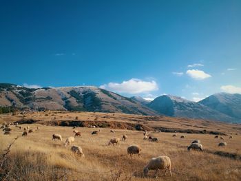 Flock of sheep on field against blue sky